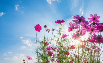 ジコイッチ・コンサル