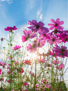 ジコイッチ・コンサル