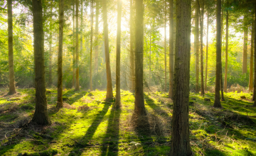 自分の本当の声を聴く